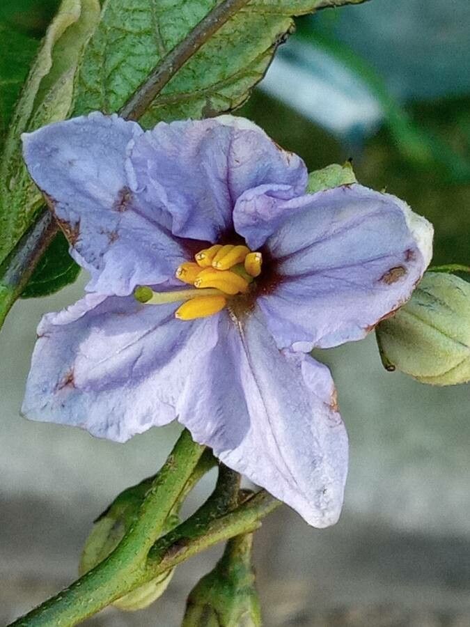 Solanum bonariense flower