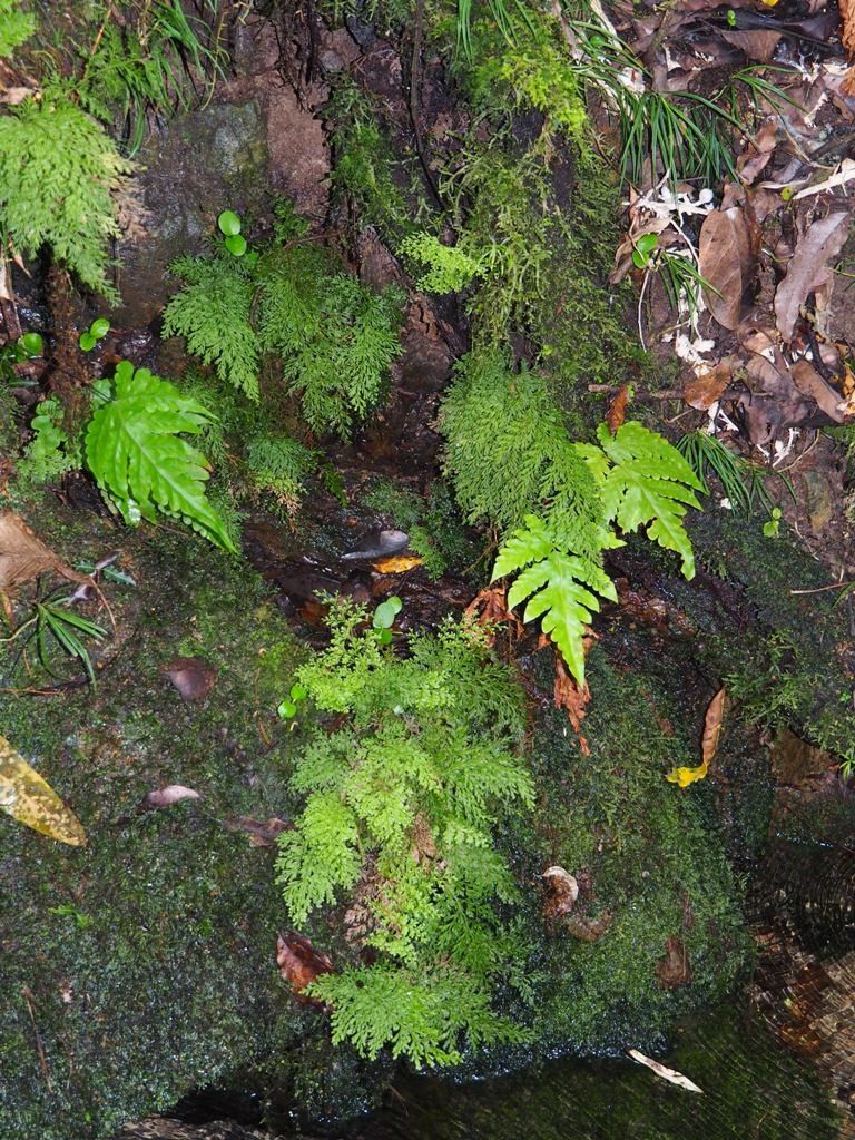 Vandenboschia maxima habit