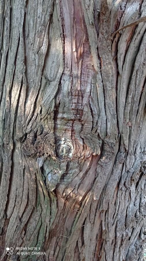 Cunninghamia konishii bark