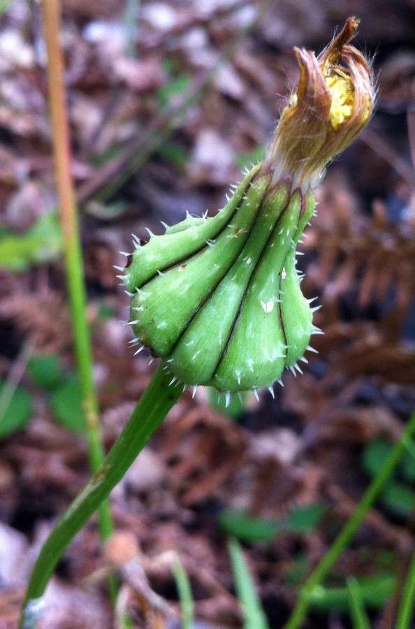Urospermum picroides flower