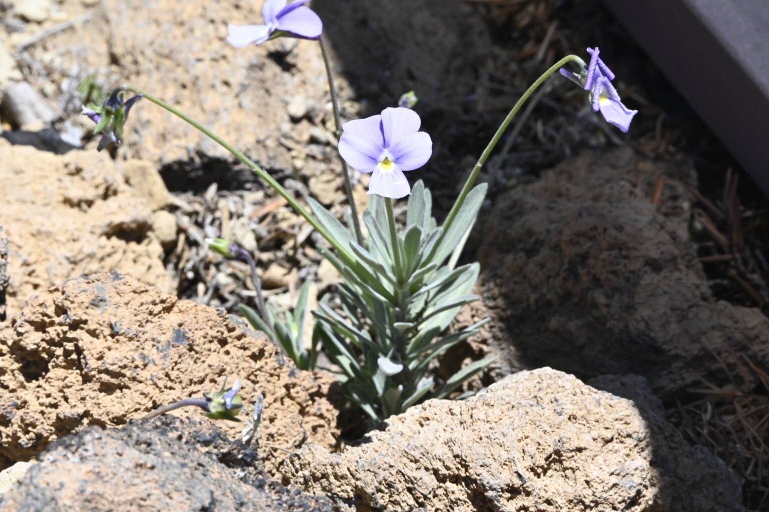 Viola guaxarensis — houseplant care guide