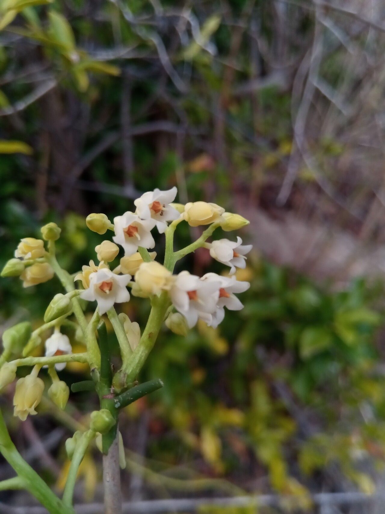Rinorea arborea flower