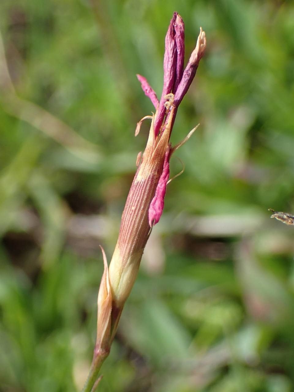 Dianthus deltoides fruit