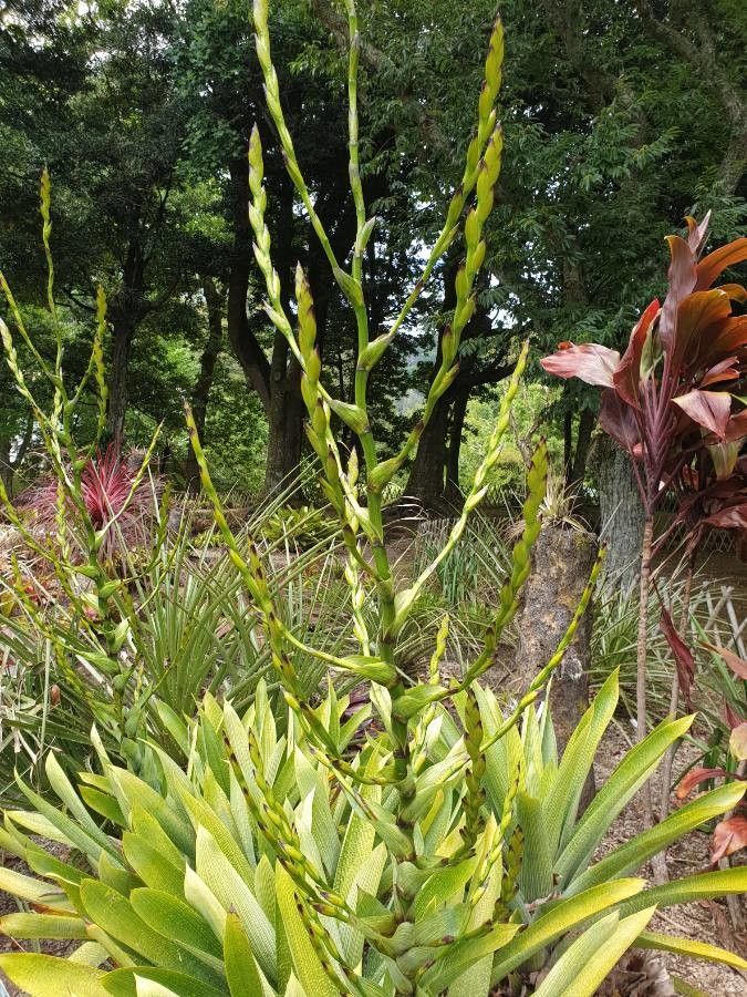Vriesea gigantea flower