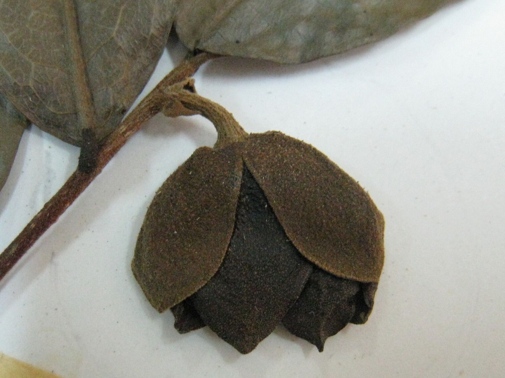 Duguetia granvilleana other