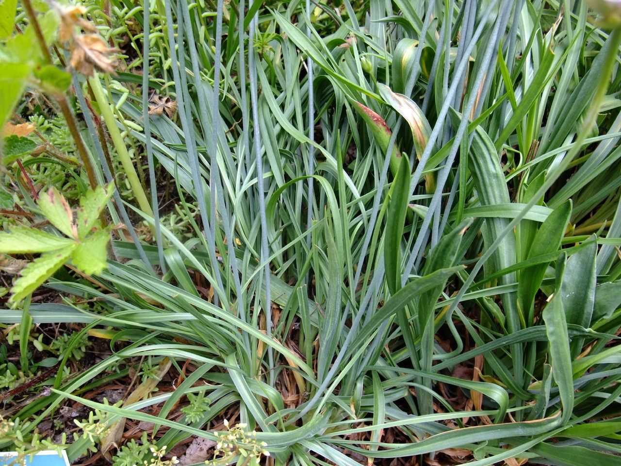 Armeria alliacea habit