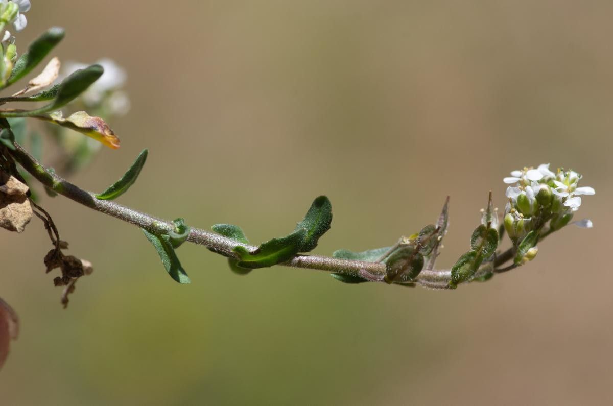 Lepidium oxyotum flower