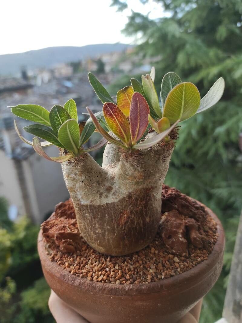 Pachypodium eburneum bark