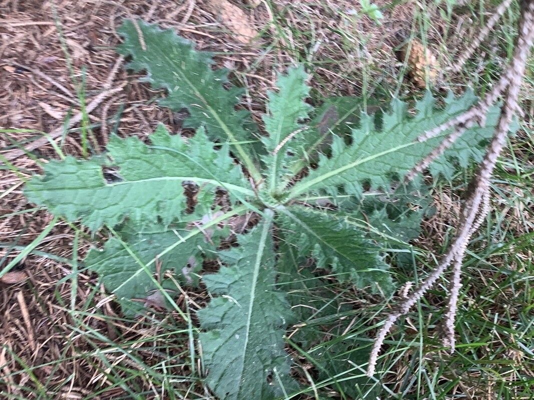 Cirsium brevistylum — search result for 'Cirsium'