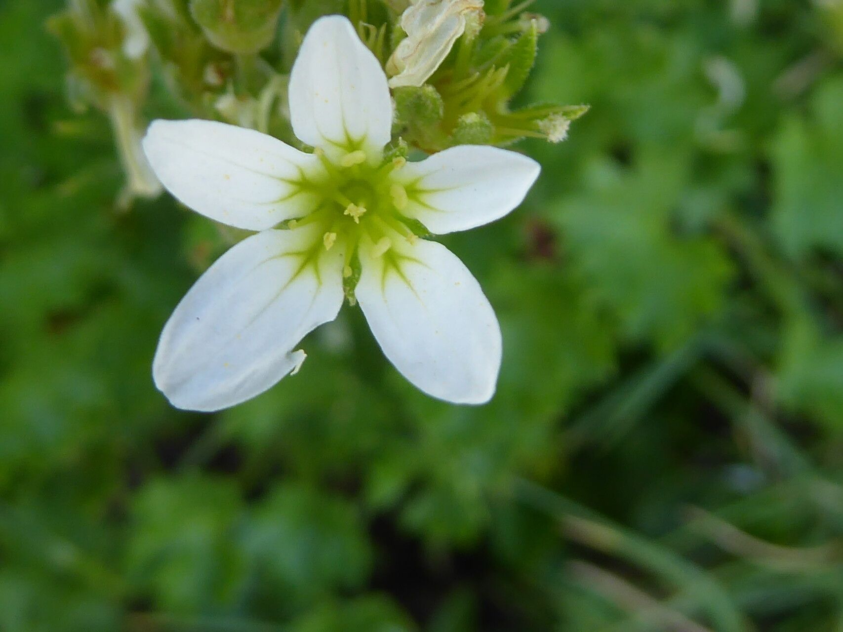 Saxifraga geranioides flower