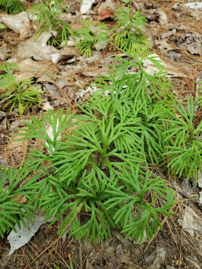 Diphasiastrum digitatum habit