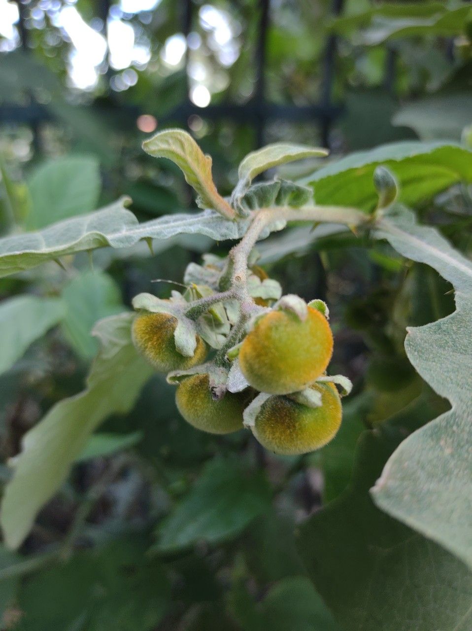 Solanum paniculatum fruit