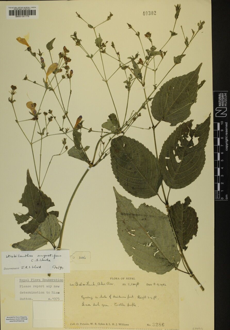 Strobilanthes angustifrons — related species from the same genus