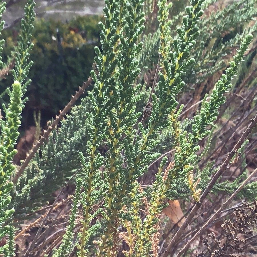 Fabiana imbricata leaf