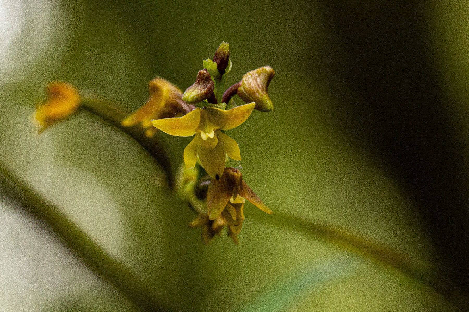 Polystachya pamelae flower