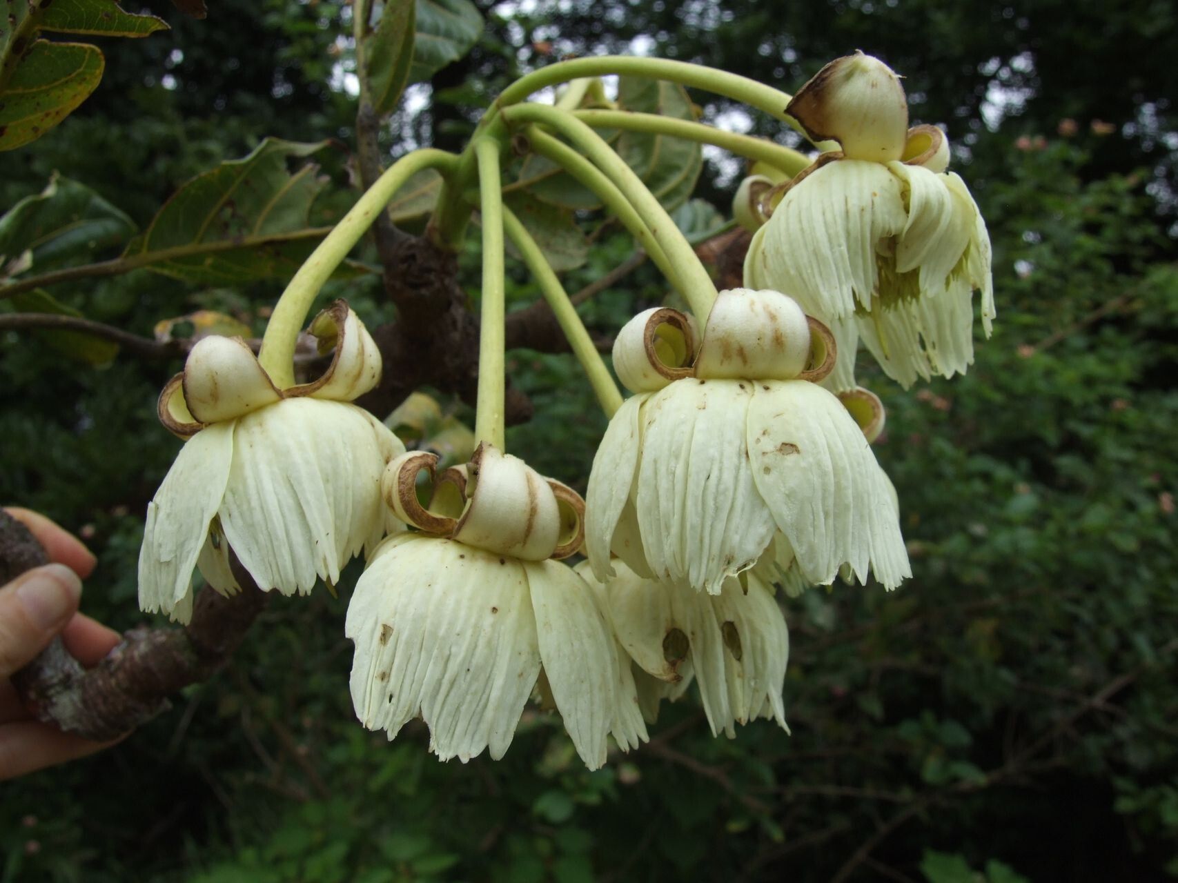 Sloanea ramiflora flower