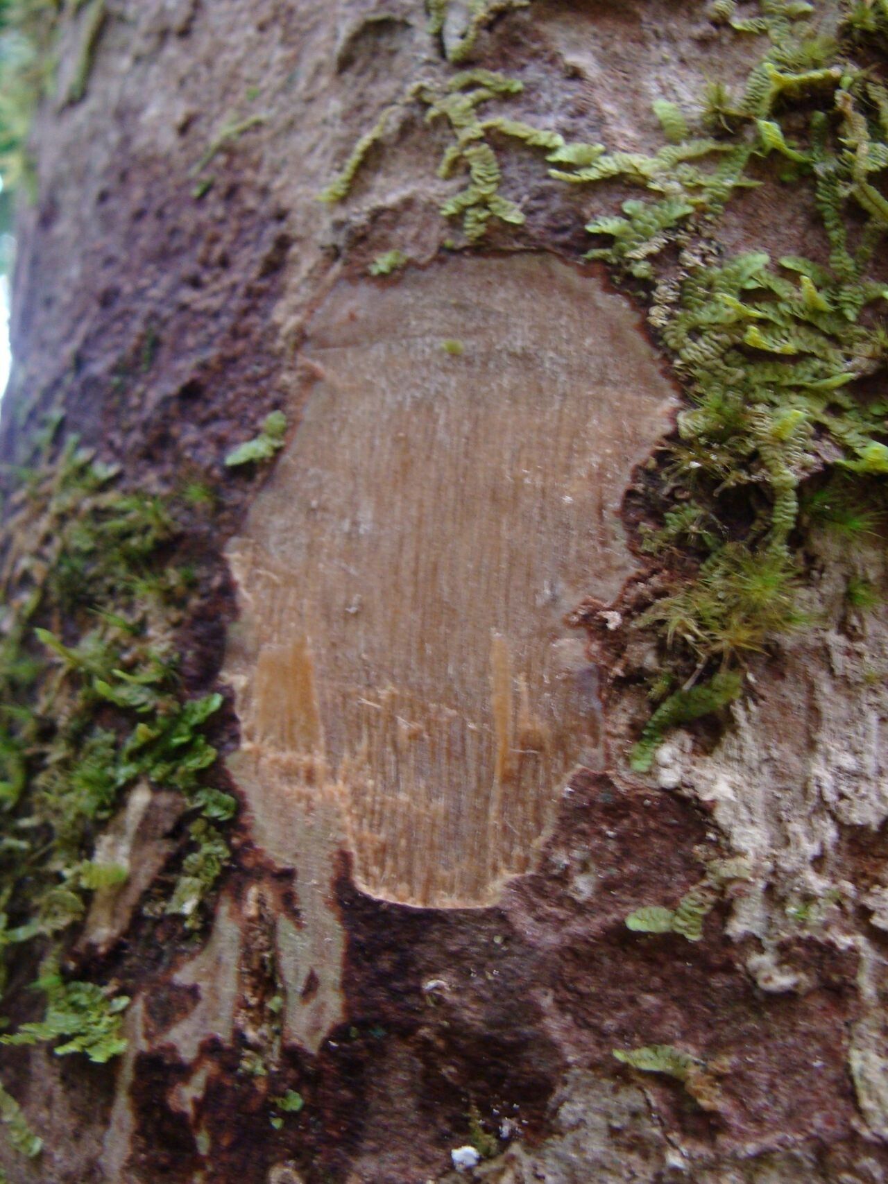 Syzygium deplanchei bark
