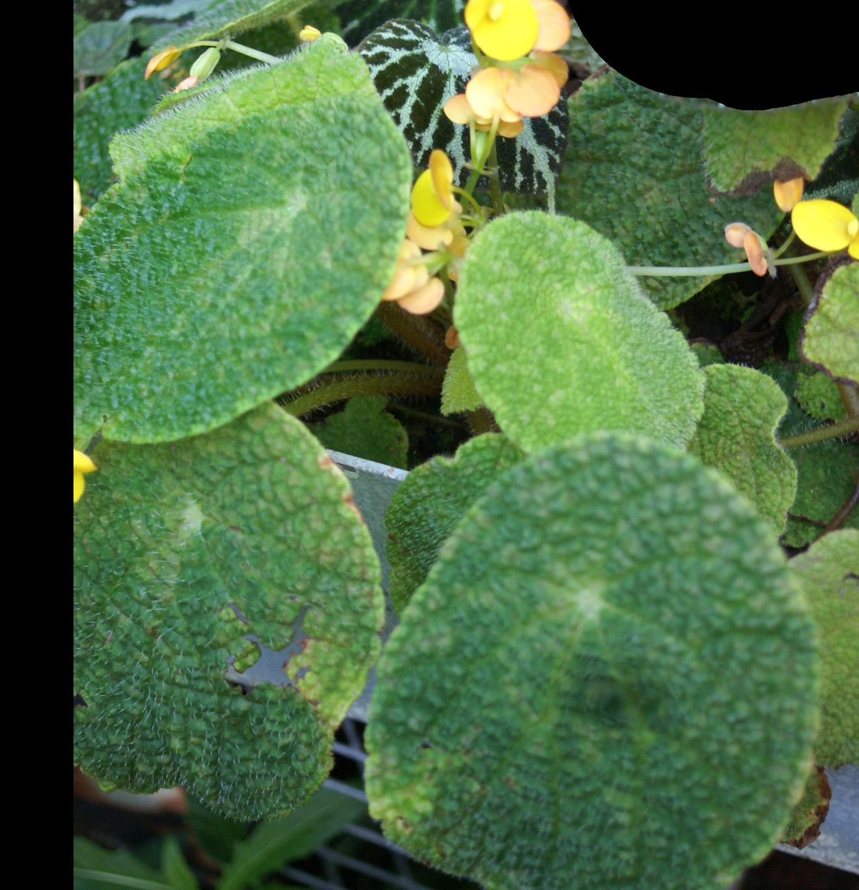 Begonia staudtii — houseplant care guide