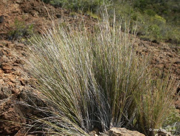 Schoenus neocaledonicus habit