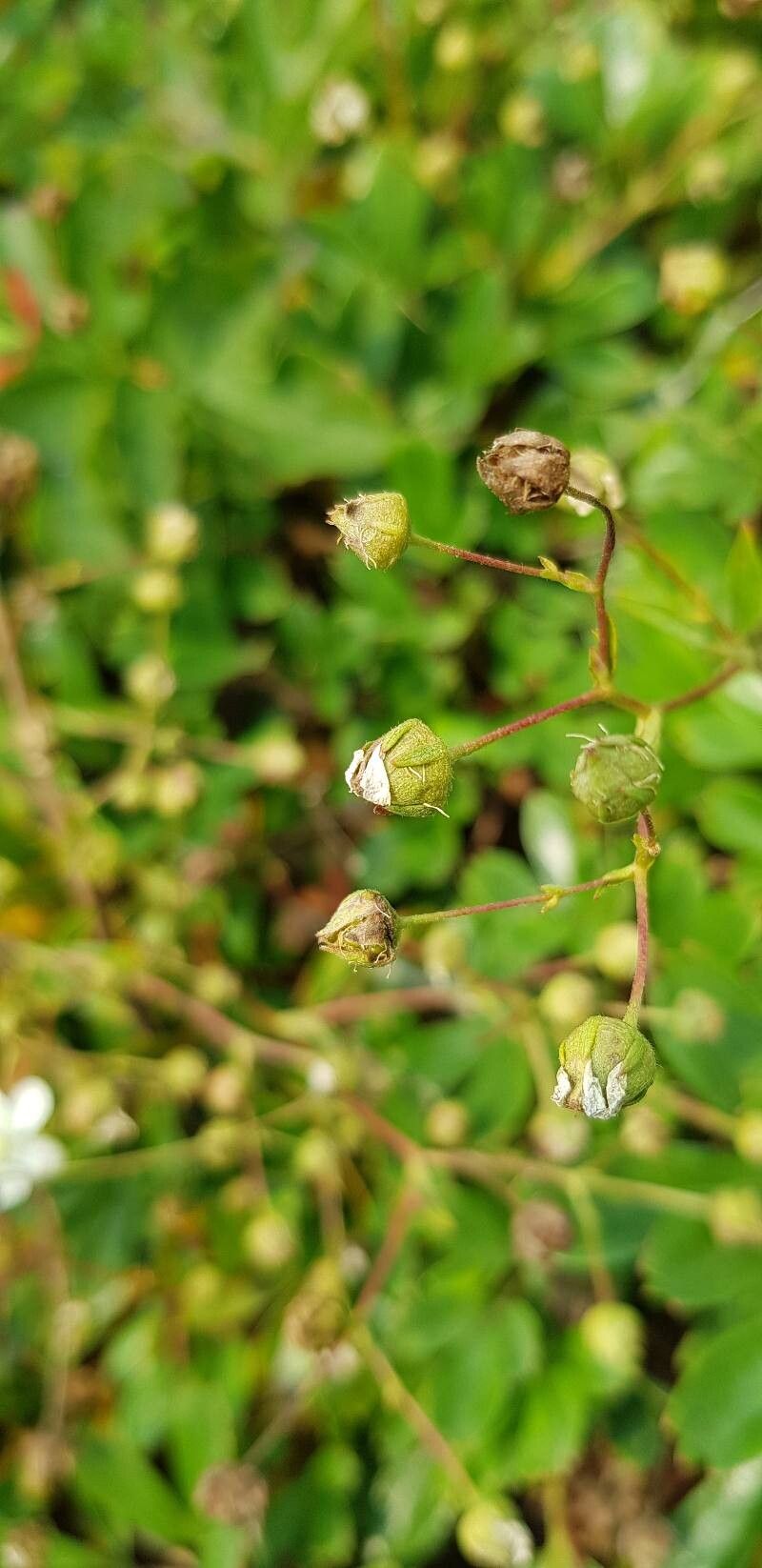 Sibbaldia tridentata fruit