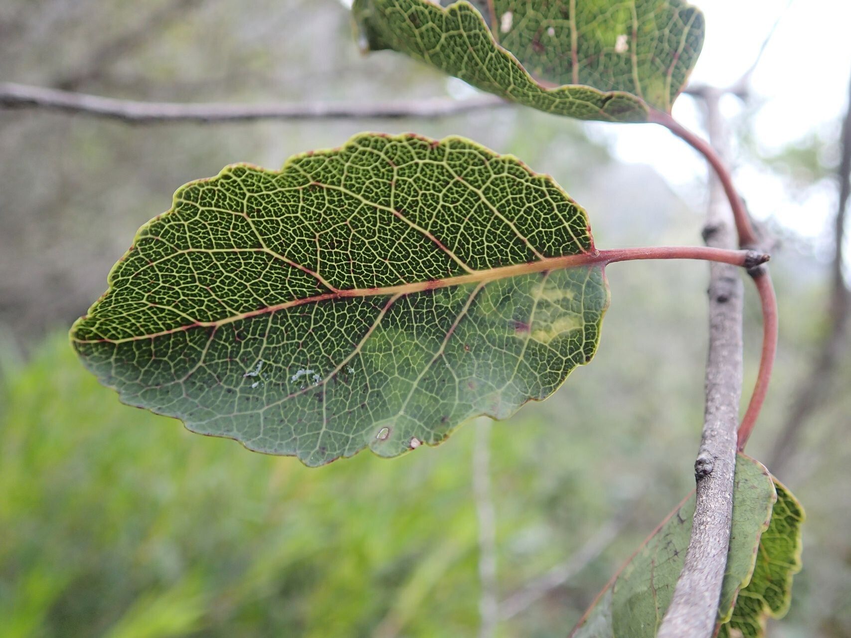 Homalium betulifolium — search result for 'Salicaceae'