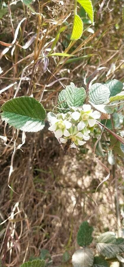 Rubus ellipticus flower