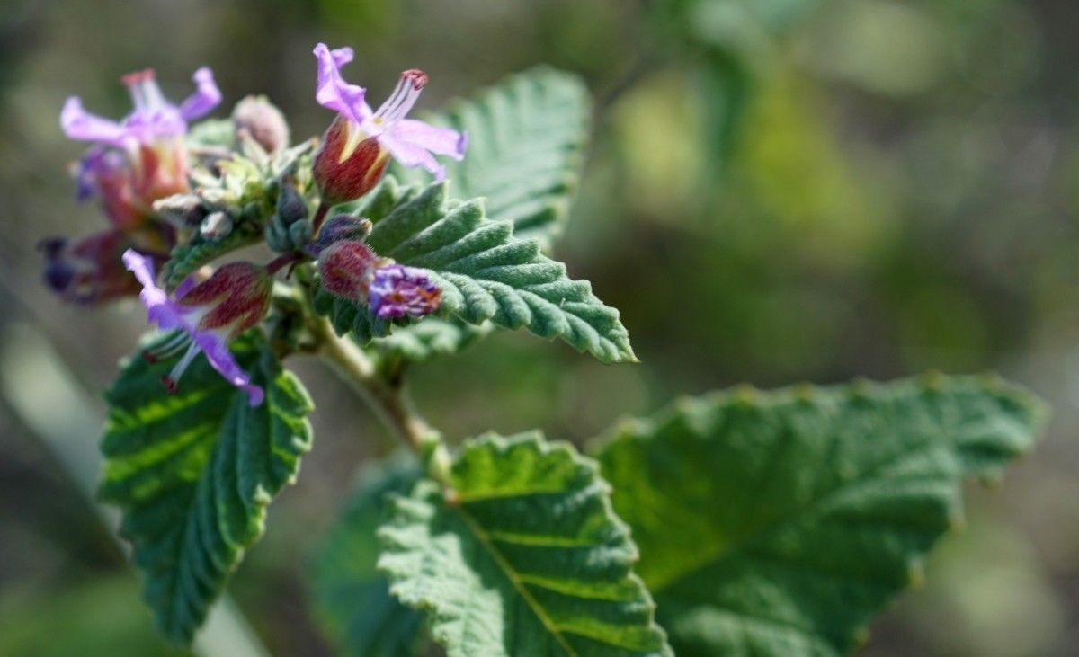 Melochia tomentosa habit