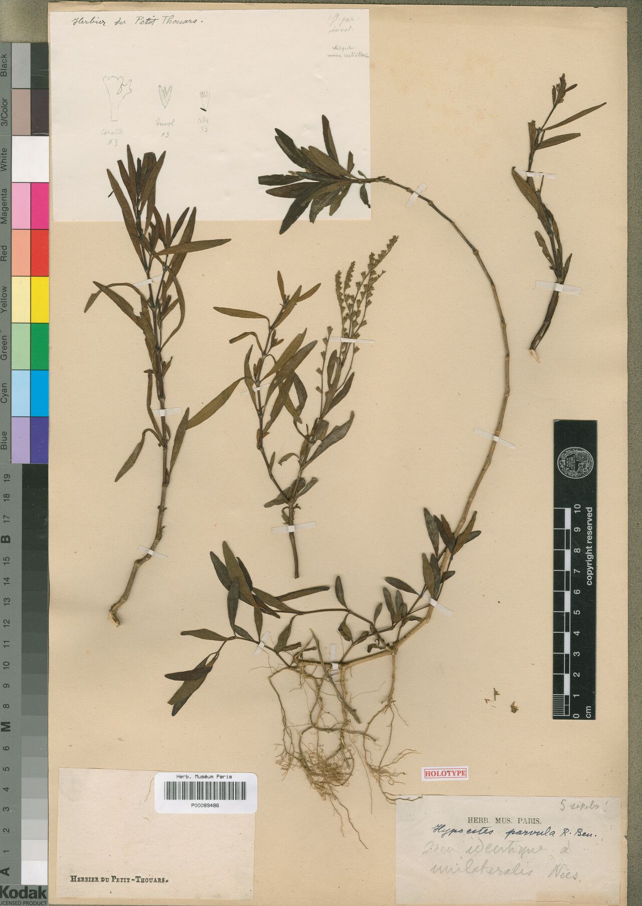 Hypoestes parvula — houseplant care guide