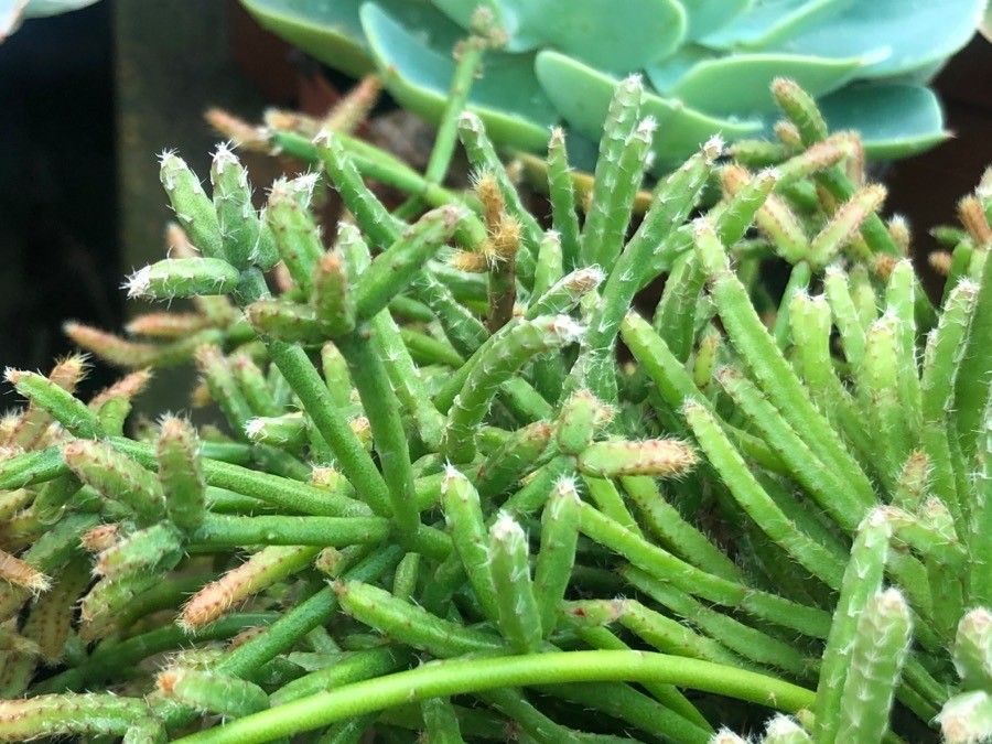 Rhipsalis burchellii