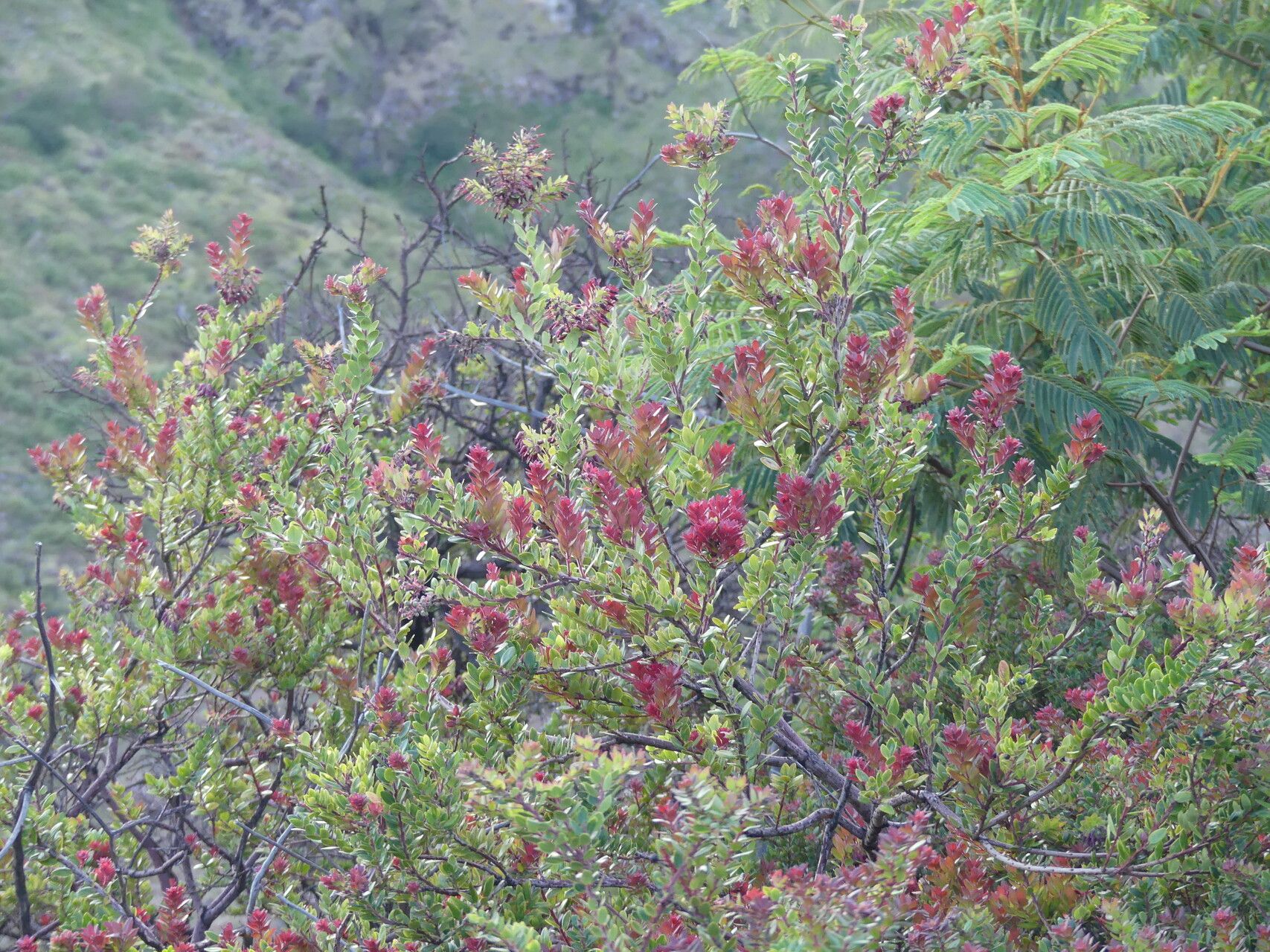 Vaccinium varingiifolium leaf