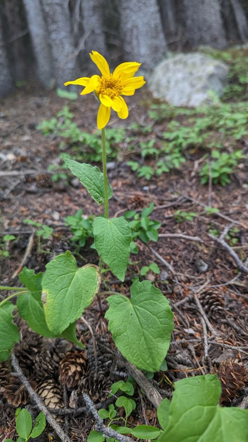 Arnica cordifolia habit