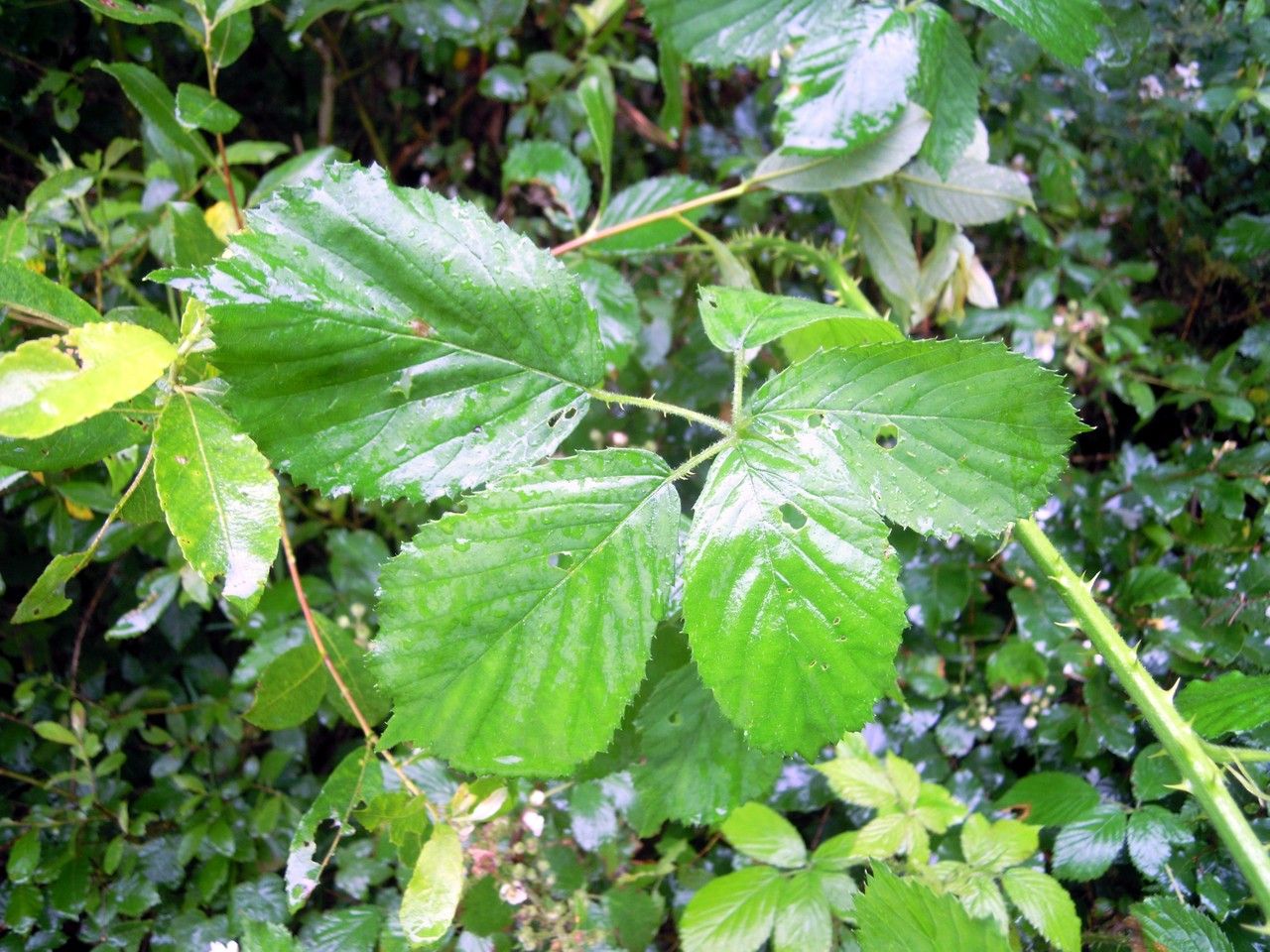 Rubus dentatifolius — houseplant care guide
