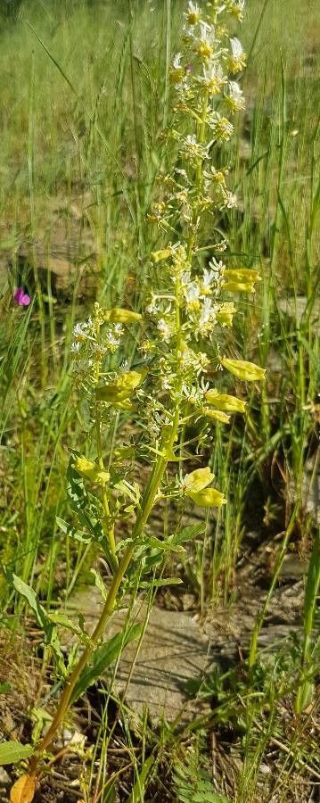 Reseda jacquinii habit
