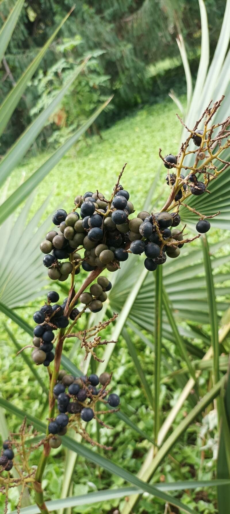 Sabal minor fruit