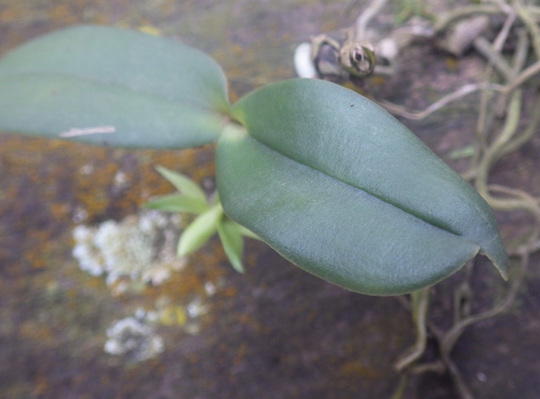 Angraecum multinominatum — houseplant care guide