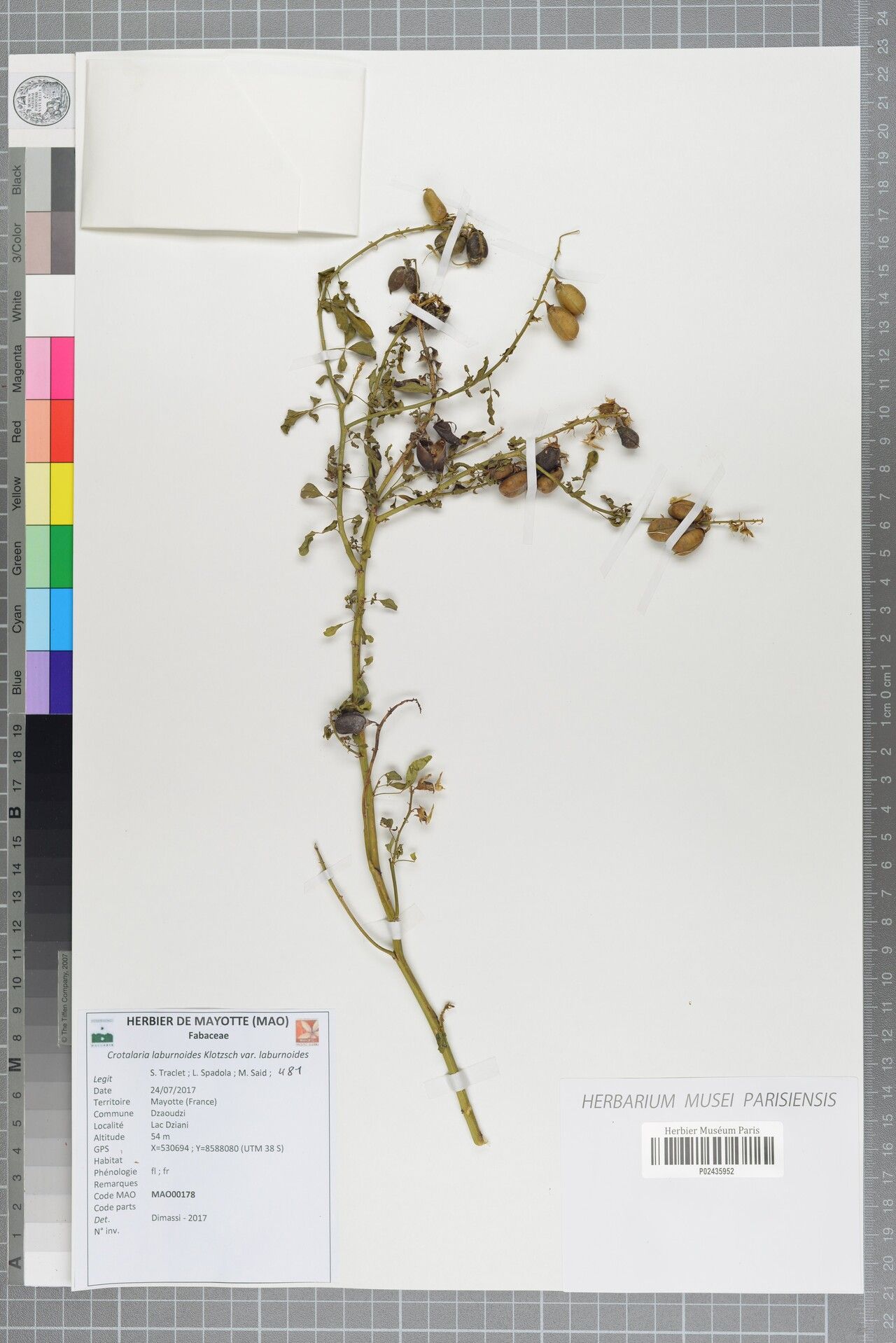 Crotalaria laburnoides — houseplant care guide