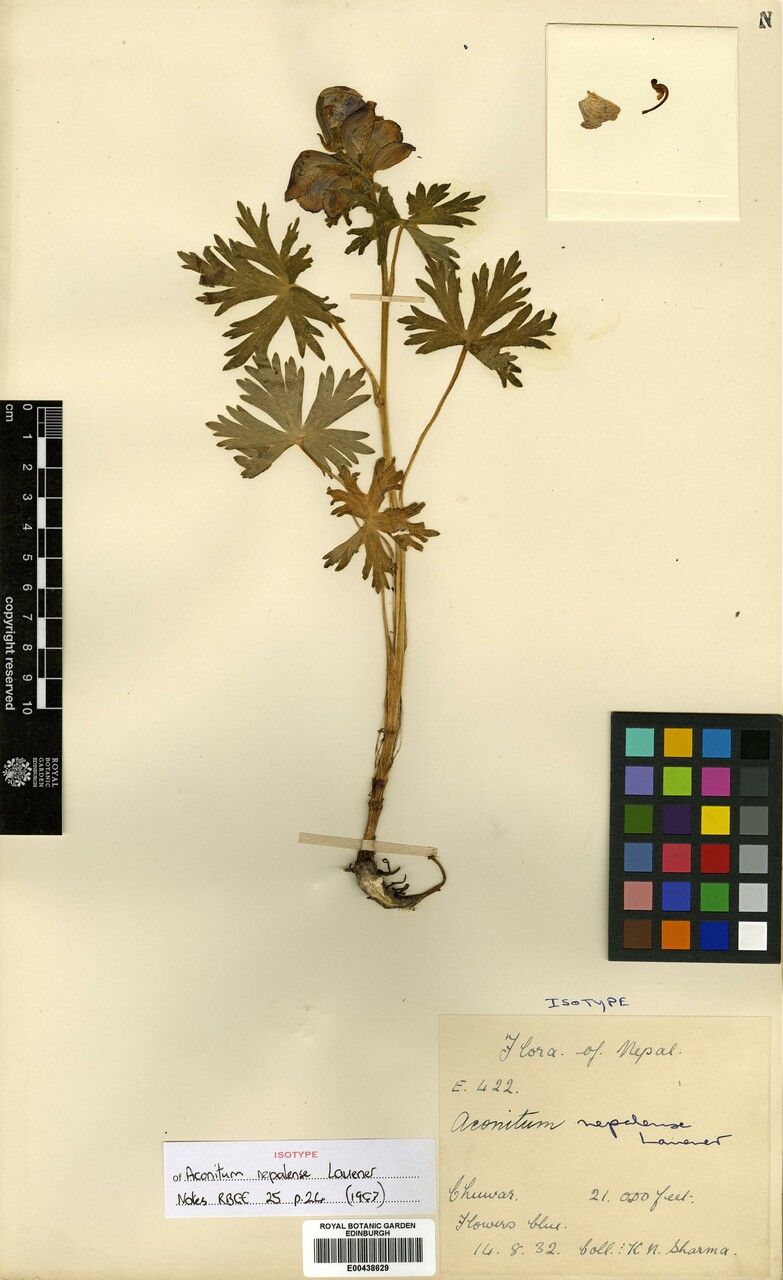 Aconitum heterophylloides other