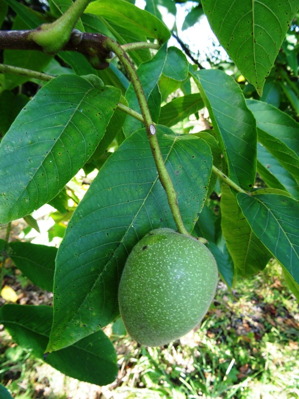 Juglans ailanthifolia fruit