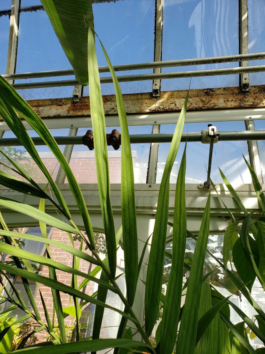 Chambeyronia divaricata — related species from the same genus