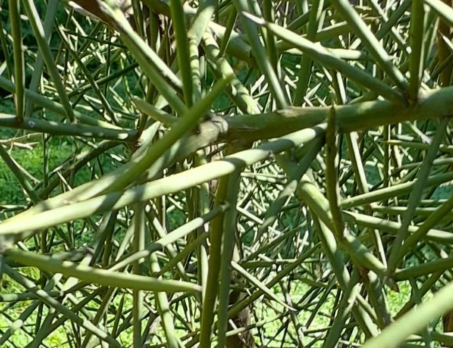 Prosopis kuntzei — search result for 'Prosopis'