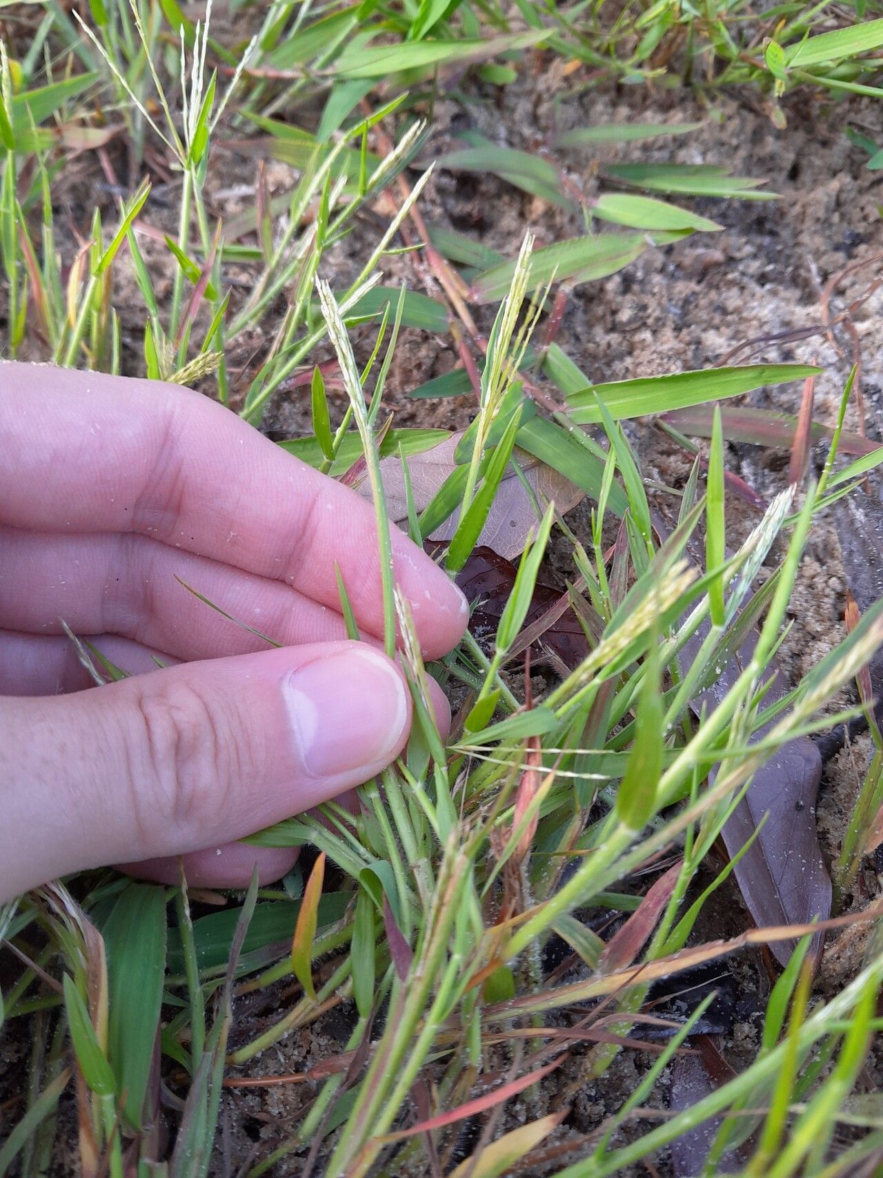 Paspalum stagnophilum habit