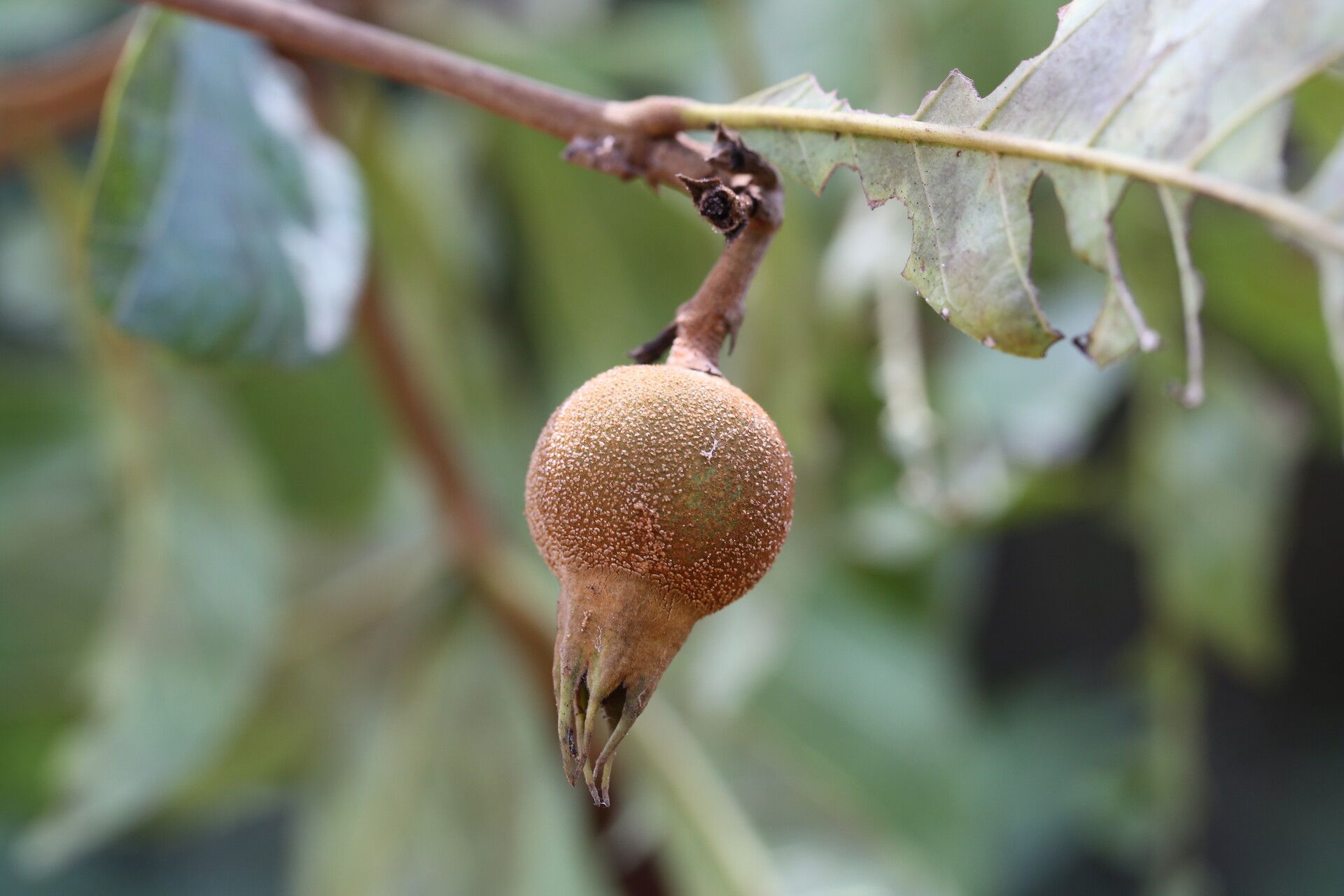 Rothmannia engleriana fruit