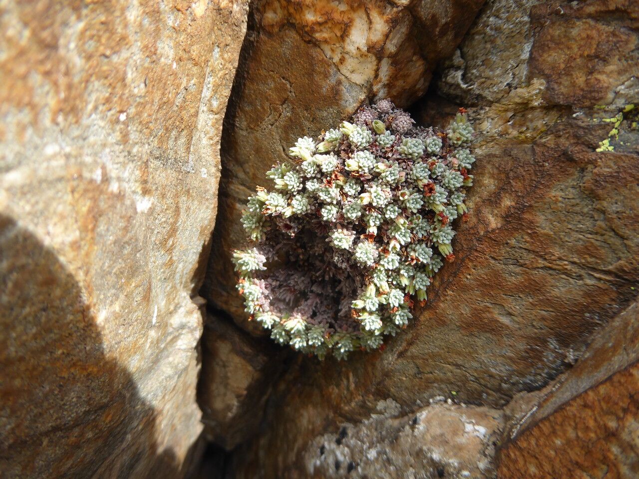 Androsace vandellii habit