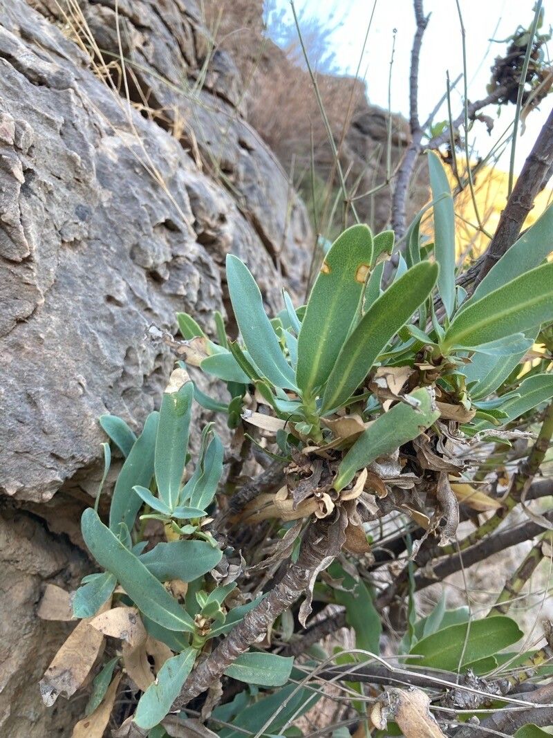 Bupleurum gibraltarium — search result for 'Bupleurum'