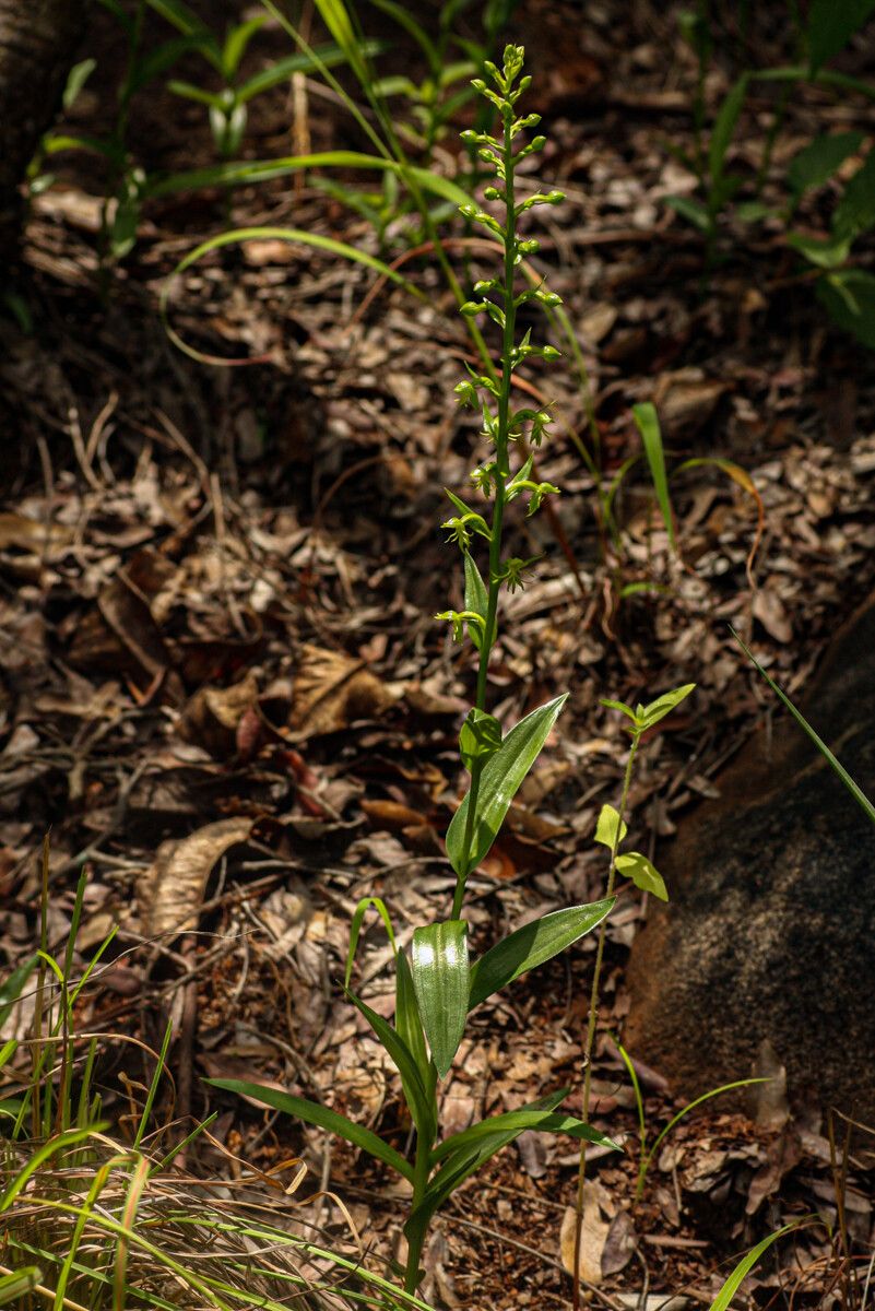 Habenaria amoena habit