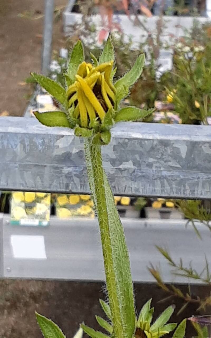 Rudbeckia missouriensis flower