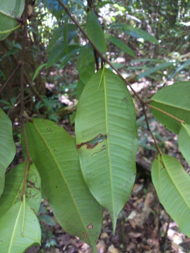 Brosimum rubescens — search result for 'Brosimum'