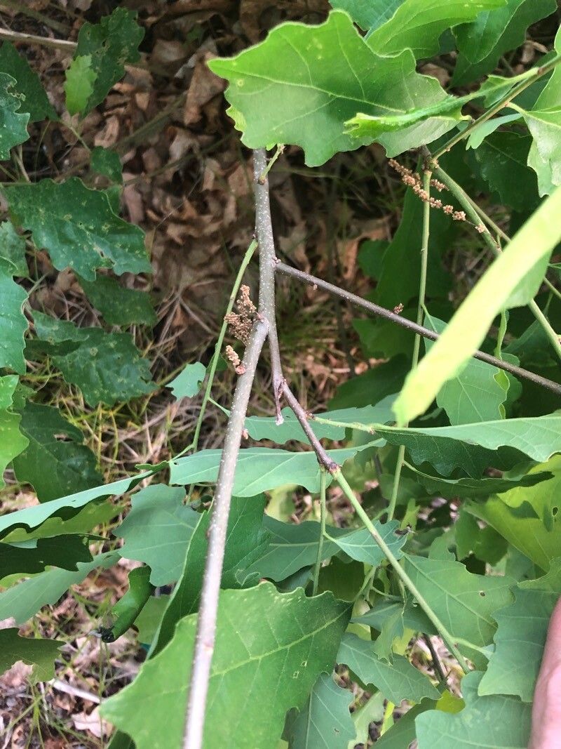 Quercus prinoides flower