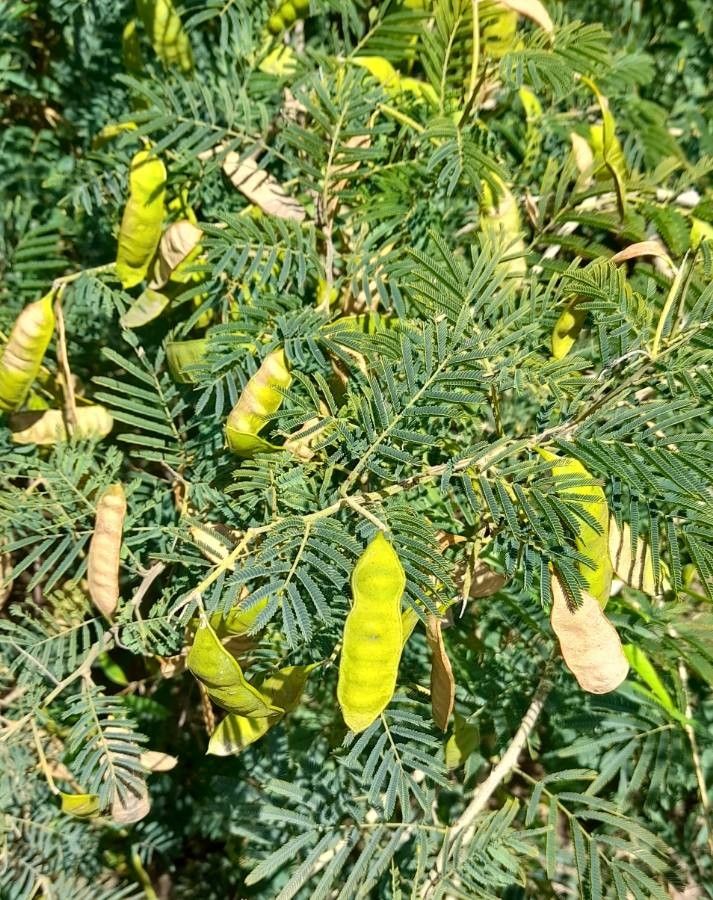 Senegalia bonariensis — houseplant care guide