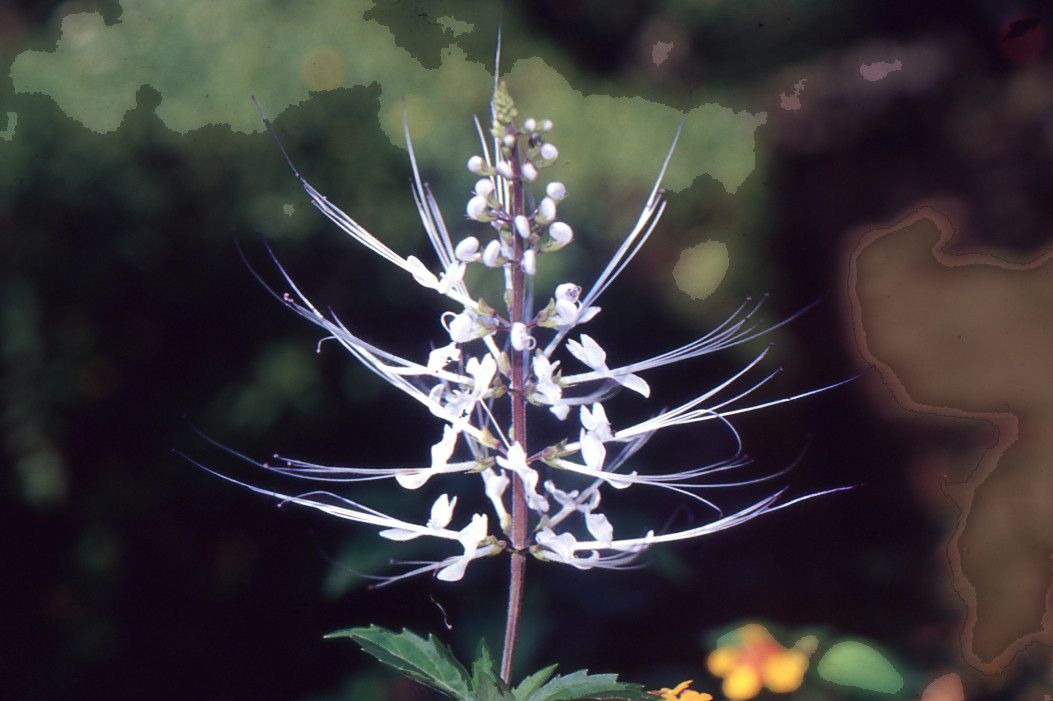 Orthosiphon thymiflorus — houseplant care guide